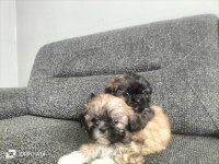 Shih Tzu 0 numara erkek yavrular