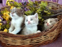 Bicolor british shorthair yavrular rezerveye açık