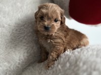 Teacup F1 Maltipoo