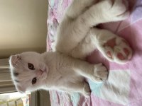 Scottish fold 3 aylık erkek karneli