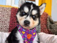 Mükemmel gözleriyle husky Sibirya kurdu yavrularımız