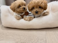 Irk Garantili Maltipoo Yavruları