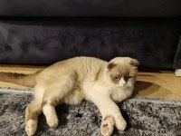 ÜCRETSİZ scottish fold oğlumuza yeni yuva arıyoruz