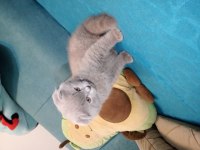 Oğluma ve kızıma yuva arıyorum british longhair