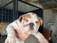 Üst düzey bulldog dişi yavrular