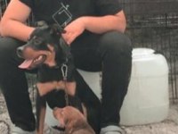 Erkek 6 aylık rottweiler