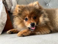 Dişi pomeranian