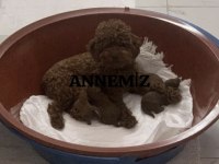 10 Güne Teslim Kore Anne Babadan Safkan KORE Poodle BEBEKLER