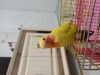Bebek sevda papağanlar