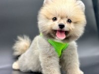 Sevimli Pomeranian Boo Yavrularımız
