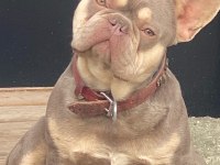 İzmirden french bulldog yavrularımız