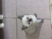 KEDİMİZ ÇOK TATLI OLUP ANNE VE BABASI SAFKAN IRKTIR