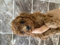 Orjinal kıvır kıvır tüm renklerde toy poodle