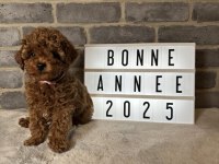 ERKEK DİŞİ POODLE BEBEKLER