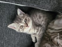 Whiskas british shorthair sağlıklı ve güçlü