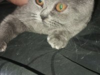 3 aylık dişi british shorthair