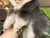Pomeranian Boo Ayı Yüz