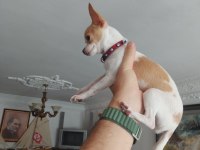 A Kalite Meksika Chihuahua (Şivava) Yavruları
