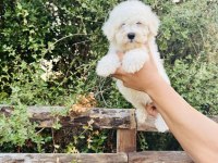 A Kalite Maltese Terrier Yavrularımız