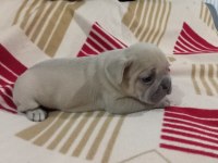 Egzotic Fransız bulldog