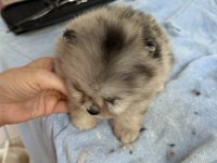 BLUE MERLE POMERANİAN MİNİ BOY