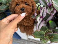 TÜY DÖKMEYEN BASIK SURATLI KORE YAVRU KÖPEĞİM