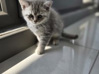 British Shorthair Yavrularımıza Yuva arıyoruz