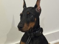 Zıpkın Gibi Rüzgar Misali Safkan A Kalite Doberman
