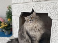 Kedimiz Leo İçin Eş Arıyoruz