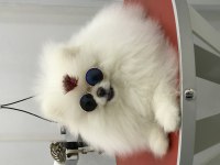 Bulgaristan dan Gelme Pomeranian Irkının En iyisi