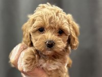 Mini mini maltipoo bebekler