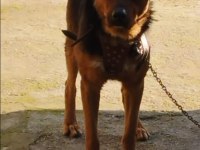 3 yaşında Alman Kurdu K9 Erkek