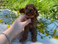 Erkek toy poodle bebekler