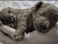 Toy Poodle Köpekler