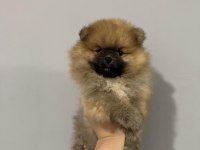 DİŞİ 2.5 AYLIK POMERANİAN BOO YAVRUMUZ