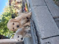 Golden bebekler