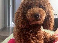 Toy Poodle 6.5 Aylık