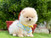 Safkan Pomeranian Boo Yavrularımız