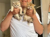 minik british shorthair yavrularım sahiplendirilecektir