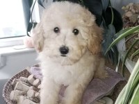 Şecereli 2 kardeş poodle