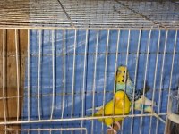 Renk güzeli muhabbet kuşu takımlar