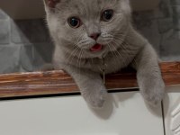 Çok güzel british shorthair yavrular