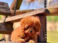 Eğitilebilir Toy Poodle Yavruları ile Evinize Neşe Katın