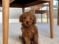 BU POODLE’A BAKIP GEÇMEK İMKÂNSIZ