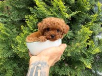 TOY POODLE YAVRULARIMIZ IRK VE SAGLIK GARANTİLİ