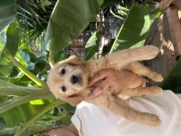 Sağlıklı yavru golden retriever yeni yuvasını bekliyor