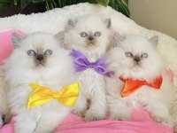 A Kalite Maviş Point British Longhair Bebekleirm 
