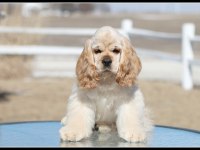 Amerikan Cocker Yavrular Canlı Görerek Alabilirsiniz