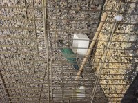 DİŞİ HAZIR GREENCHECK KONUR PAPAĞANI