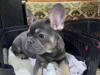 Fransız Bulldog 3.5 Aylık